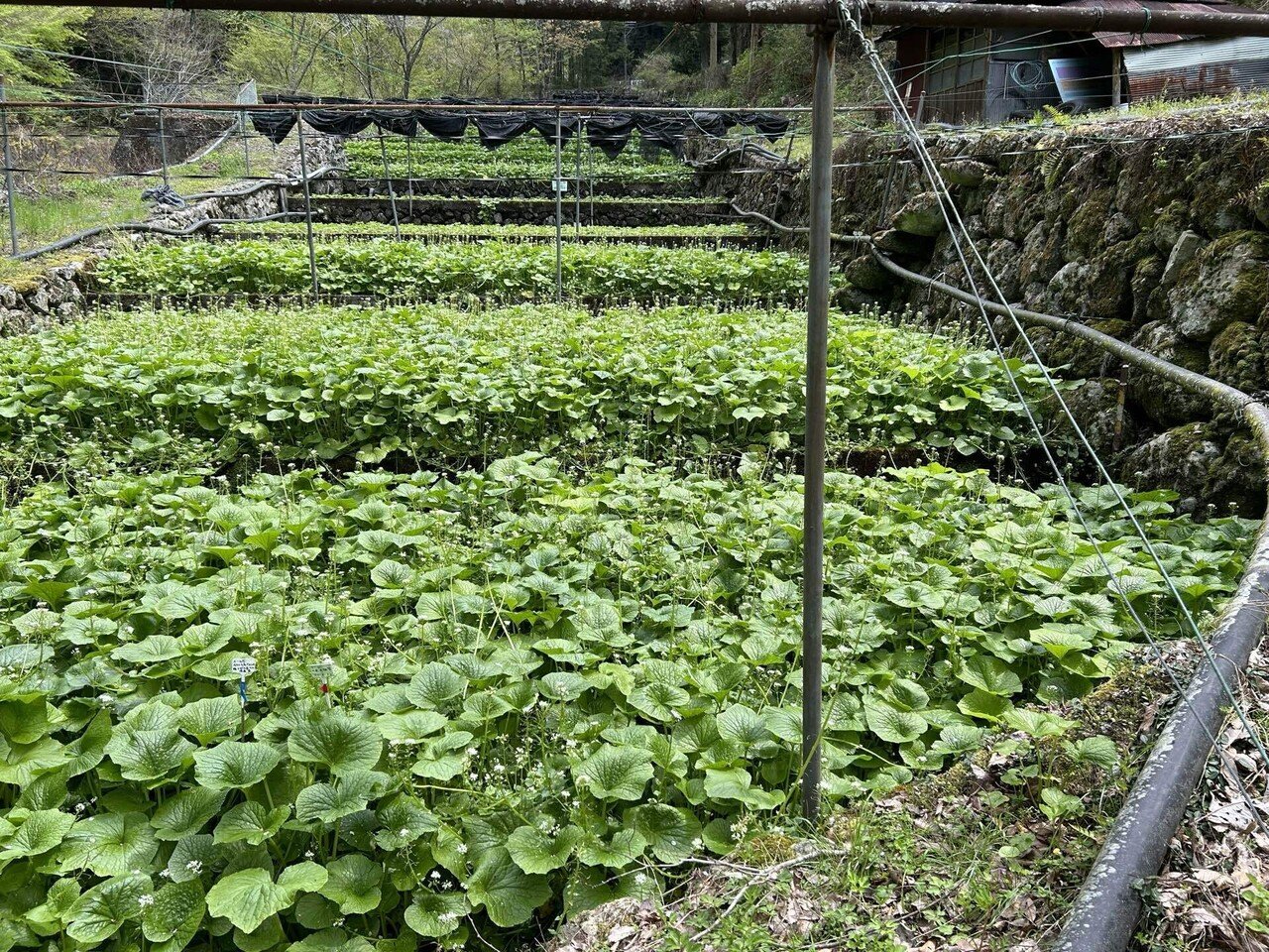 静岡県産　わさび苗　３００本　ワサビ　山葵 imgrc0331735955.jpg