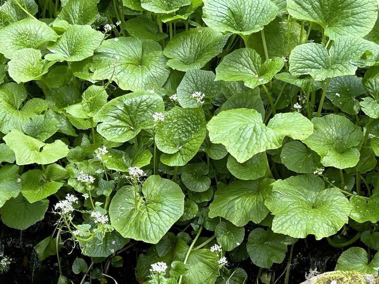 わさび山葵ワサビ(静岡市 有東木)｜mikuji58