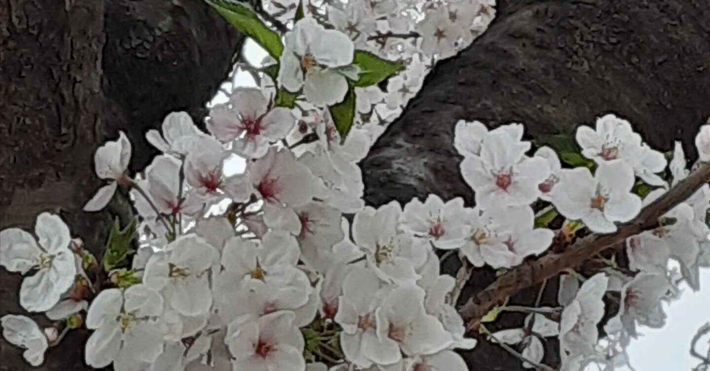 今年の桜は白っぽかった｜mio