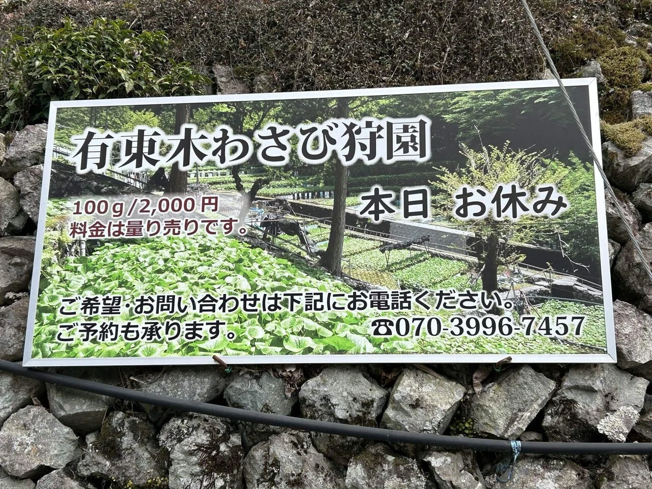 わさび山葵ワサビ(静岡市 有東木)｜mikuji58