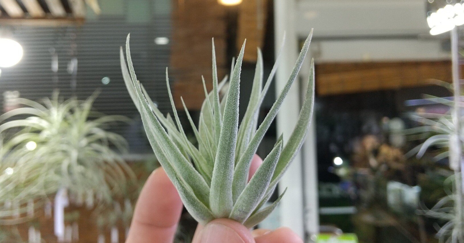 チランジア入荷リスト4/12｜NatureGarden🌿神田