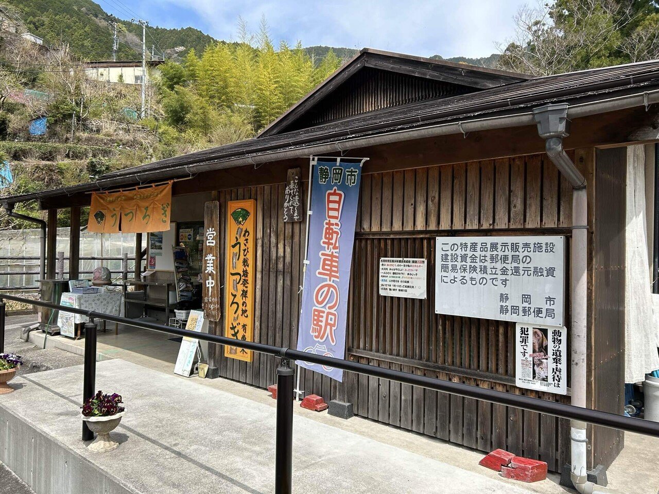 静岡県産　わさび苗　３００本　ワサビ　山葵 楽天市場】田丸屋 国産 本わさび 瑞葵 70g 3~5本 無着色 チューブ