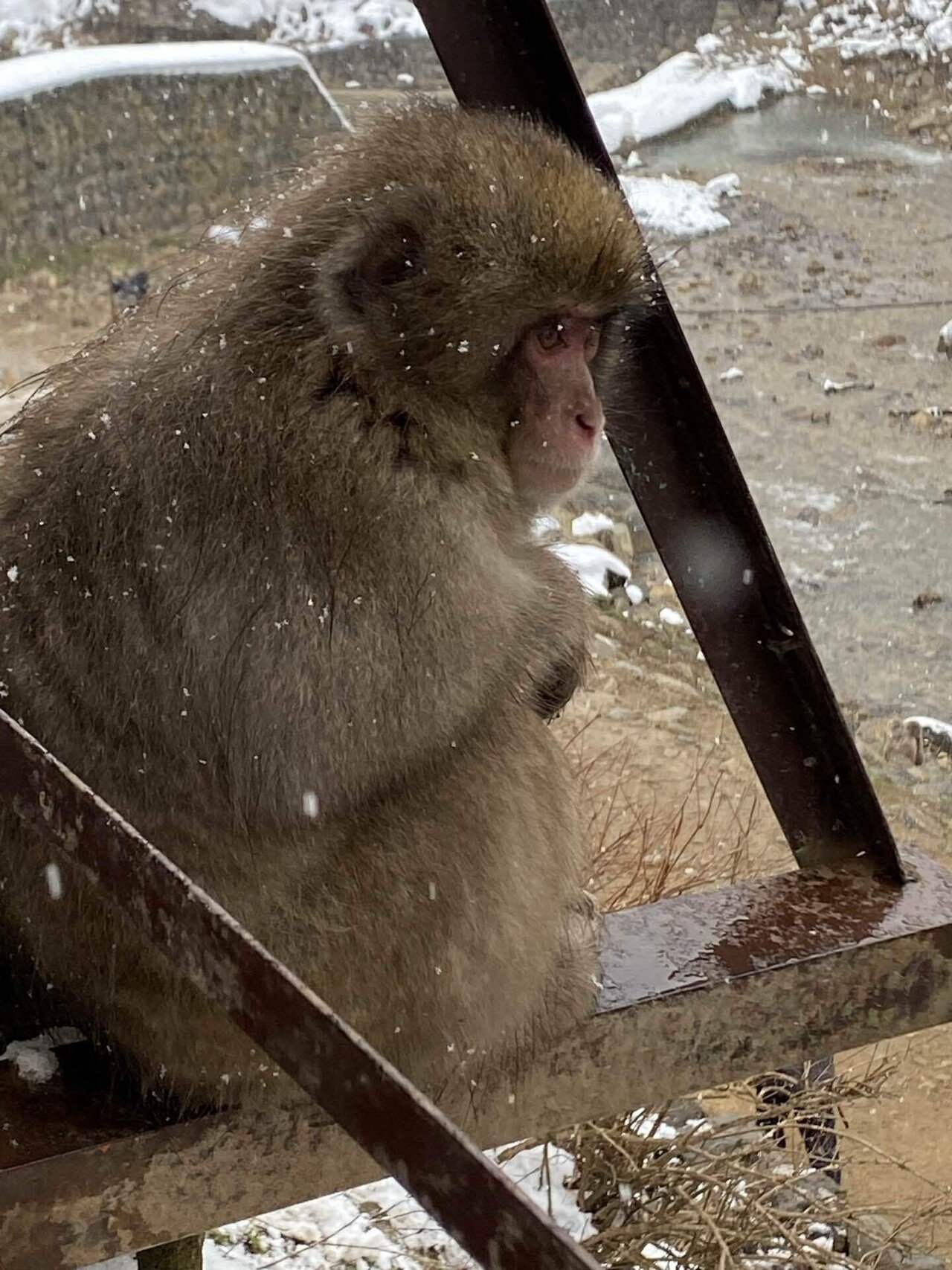 36歳の誕生日は地獄谷のお猿さんに会いに行ってきた｜ウメ子の週末通信