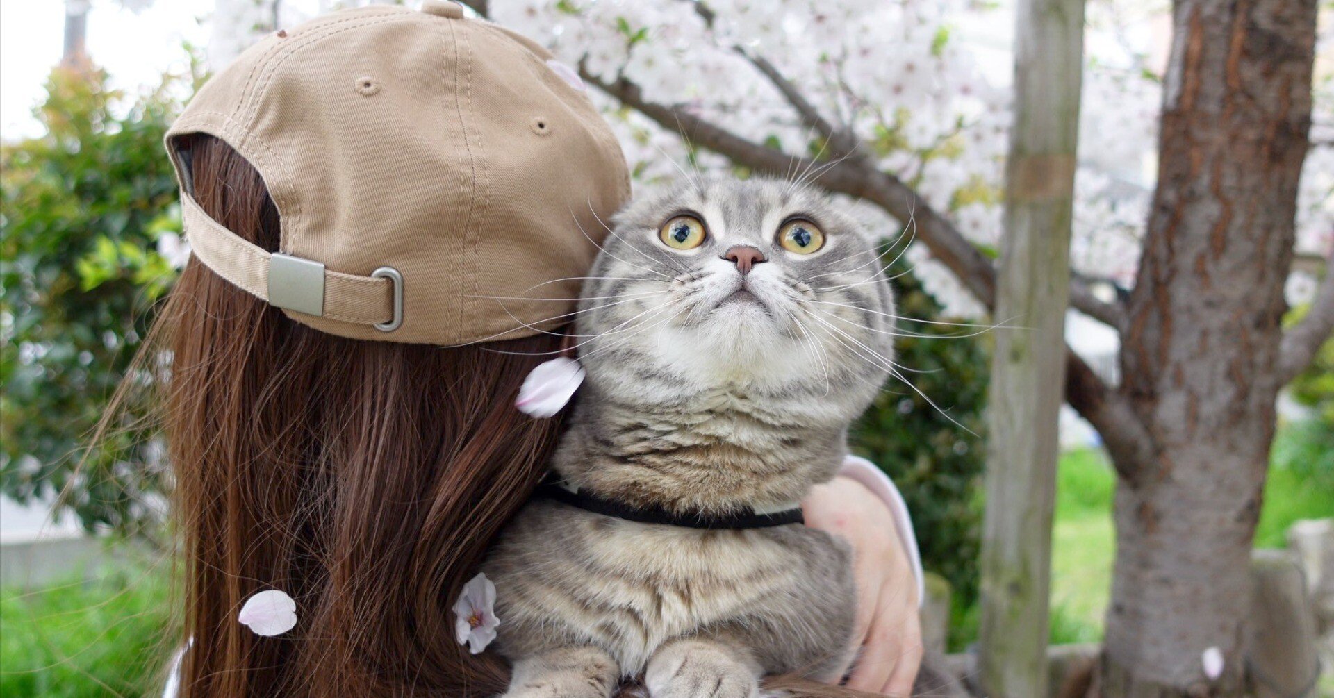 猫もサクラに興味津々？マンチカンの銀時くん、飼い主さんに抱っこされ