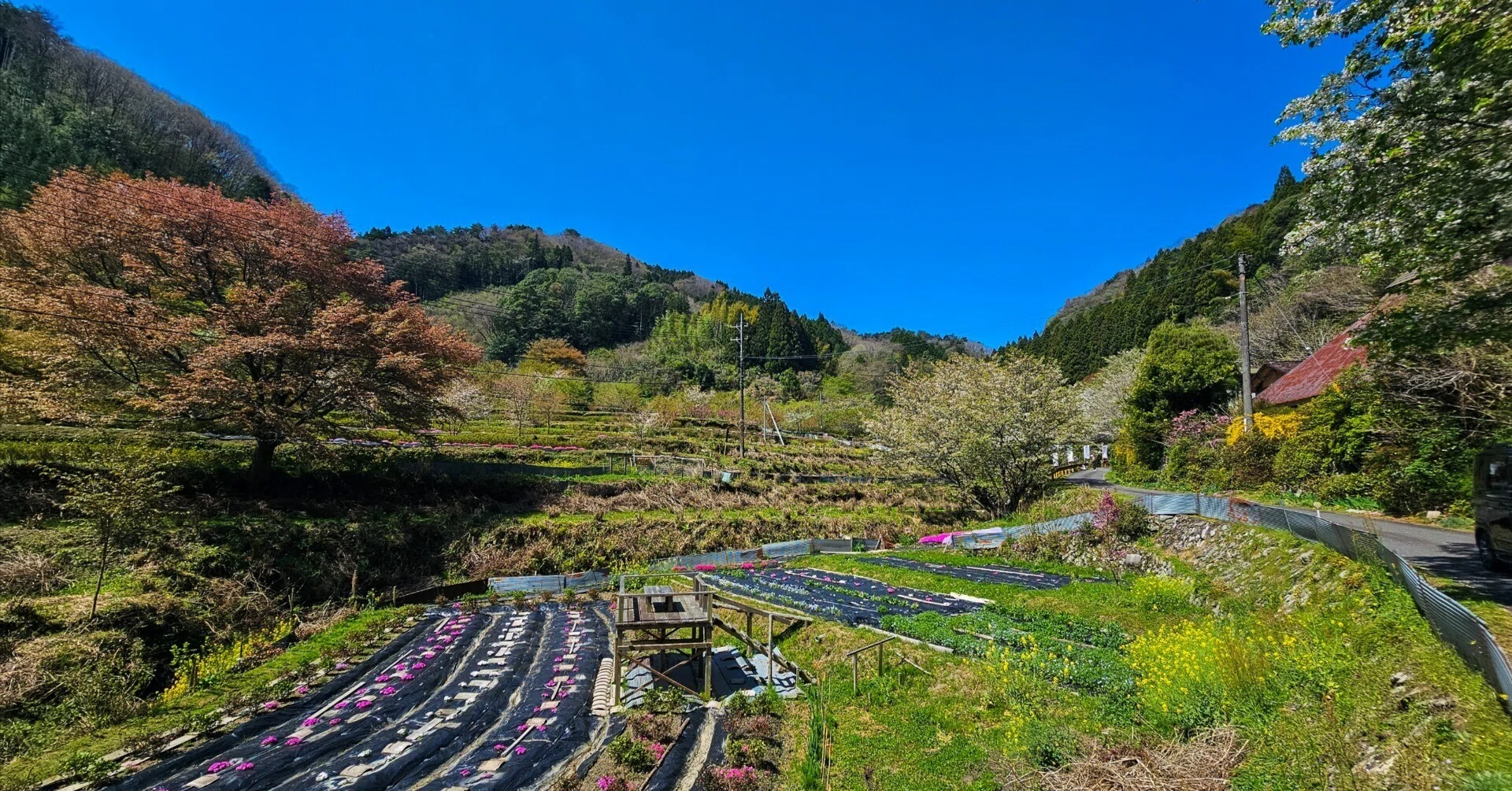 金峰の里に賑わい 桜と菜の花を愛でる桜回廊散策｜ふみぞう