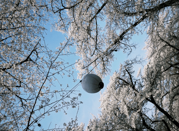 今年も恋人と一緒に満開の桜を見ることができた。桜は気づいたらもう散っている。春が止むのは毎年あっという間だ。桜を見ると自然と笑顔になる。散り際ですらあんなにも美しい。