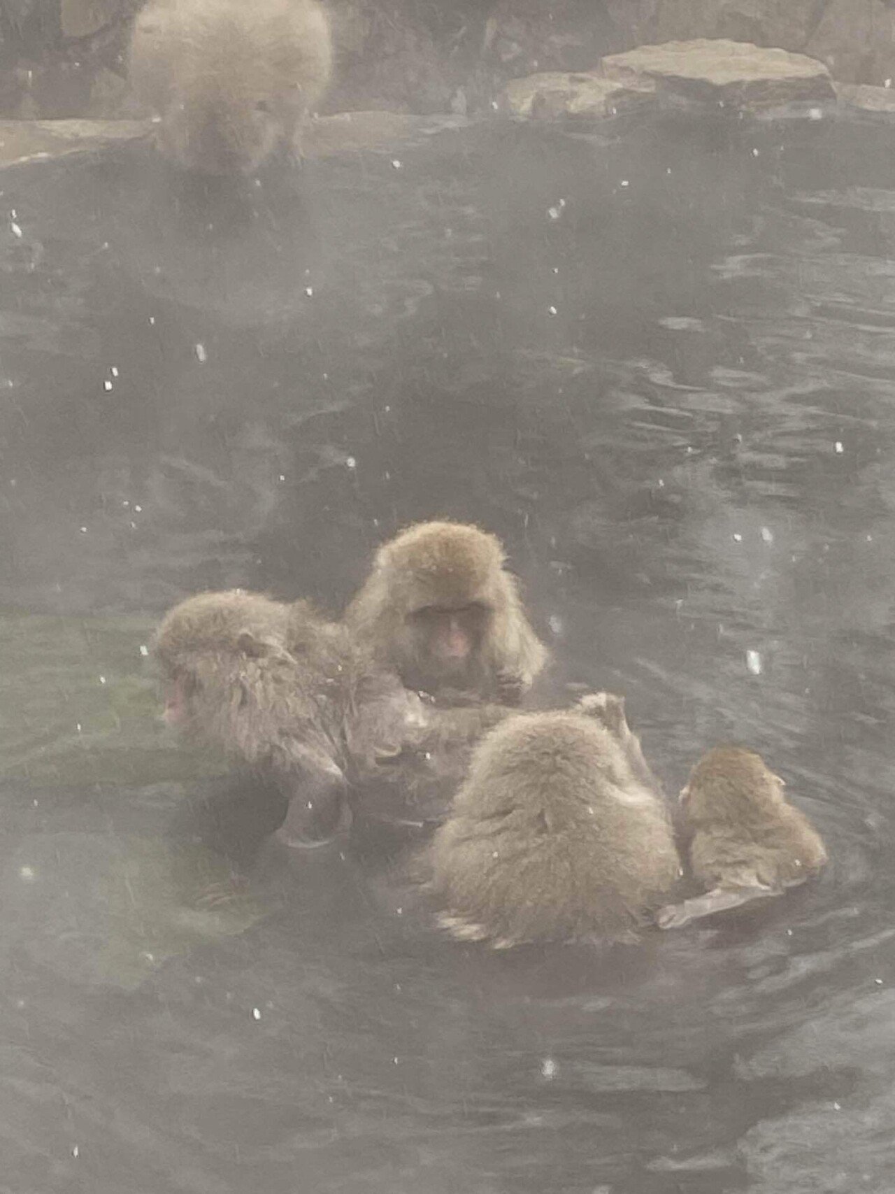 36歳の誕生日は地獄谷のお猿さんに会いに行ってきた｜ウメ子の週末通信