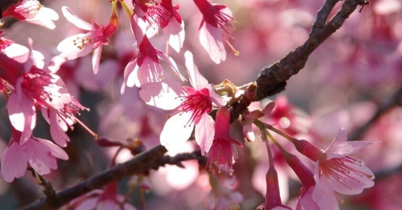 さくら図鑑　今期撮影した桜
