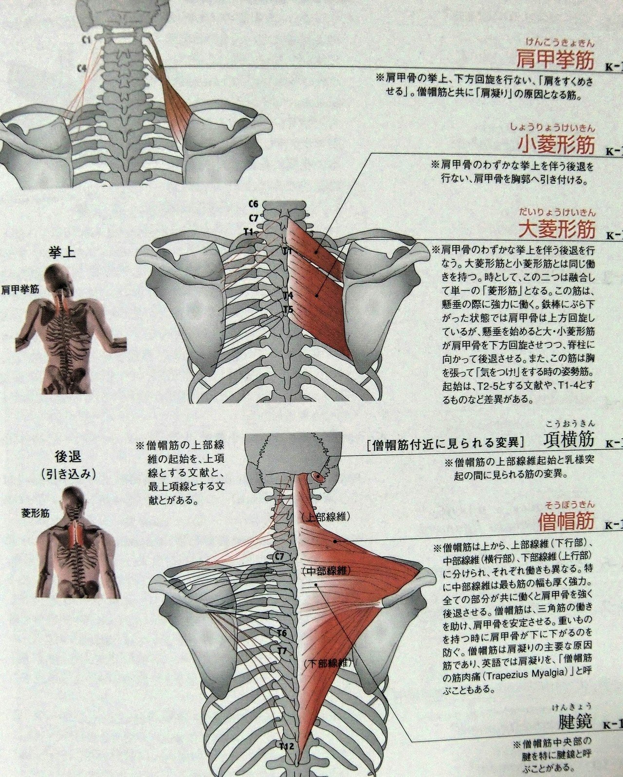 筋肉肩甲骨２