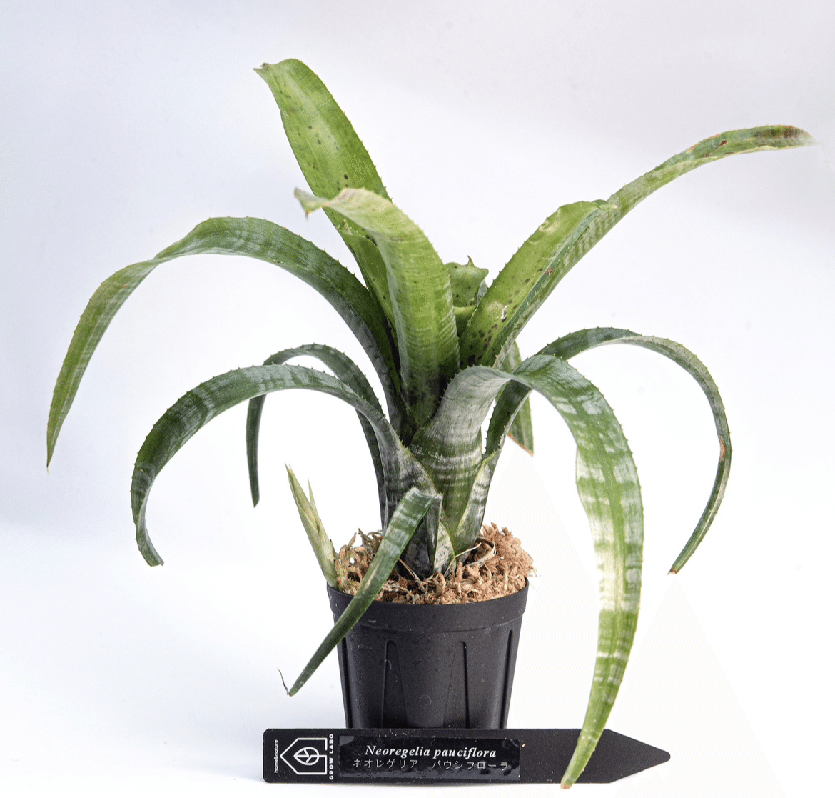 Neo.pauciflora〜安価でよく育ちよく伸びよく増える原種〜｜東風