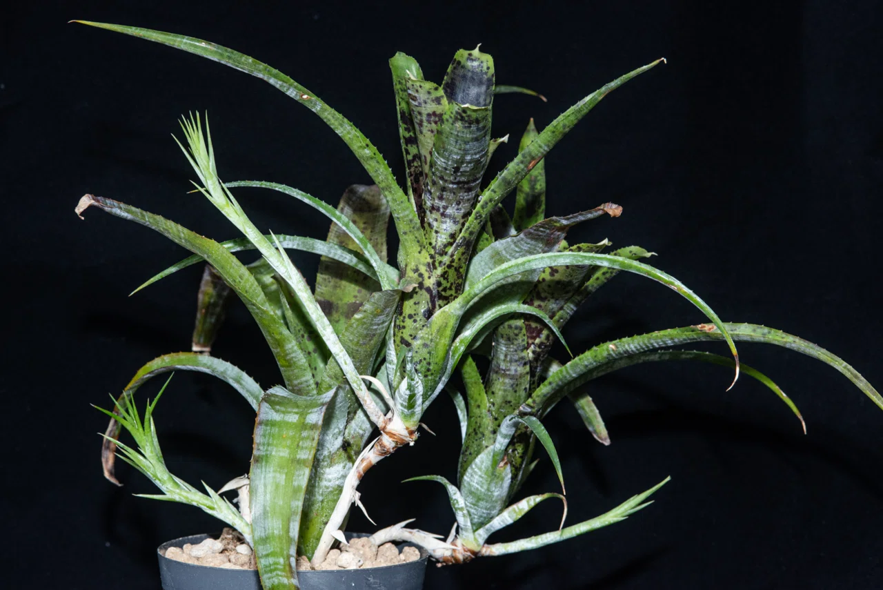 Neo.pauciflora〜安価でよく育ちよく伸びよく増える原種〜｜東風
