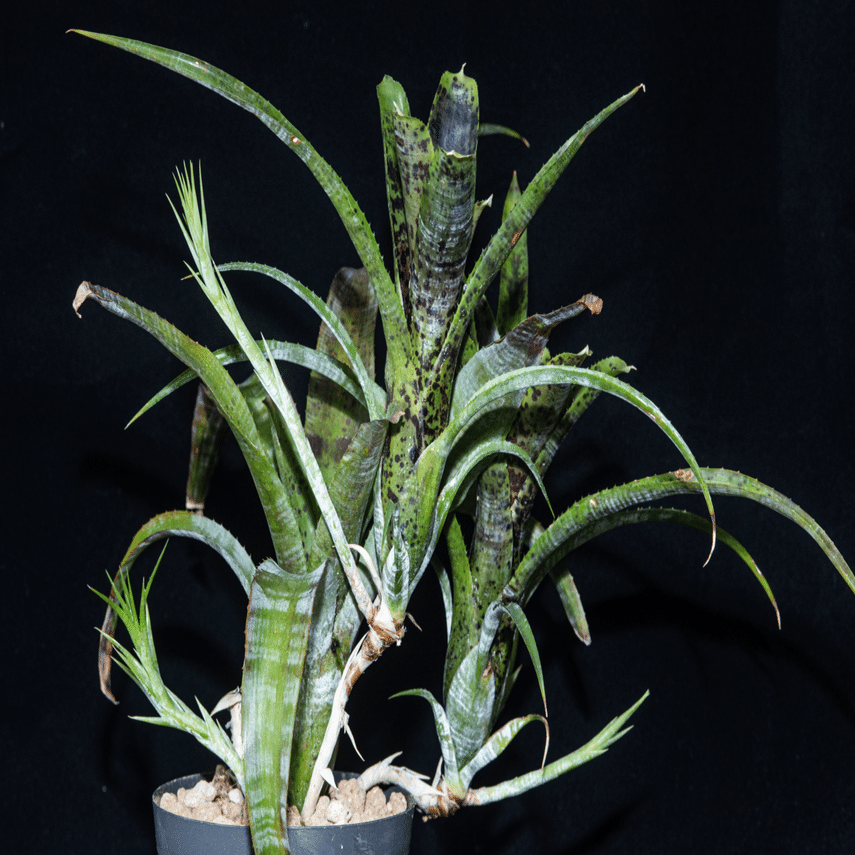 Neo.pauciflora〜安価でよく育ちよく伸びよく増える原種〜｜東風