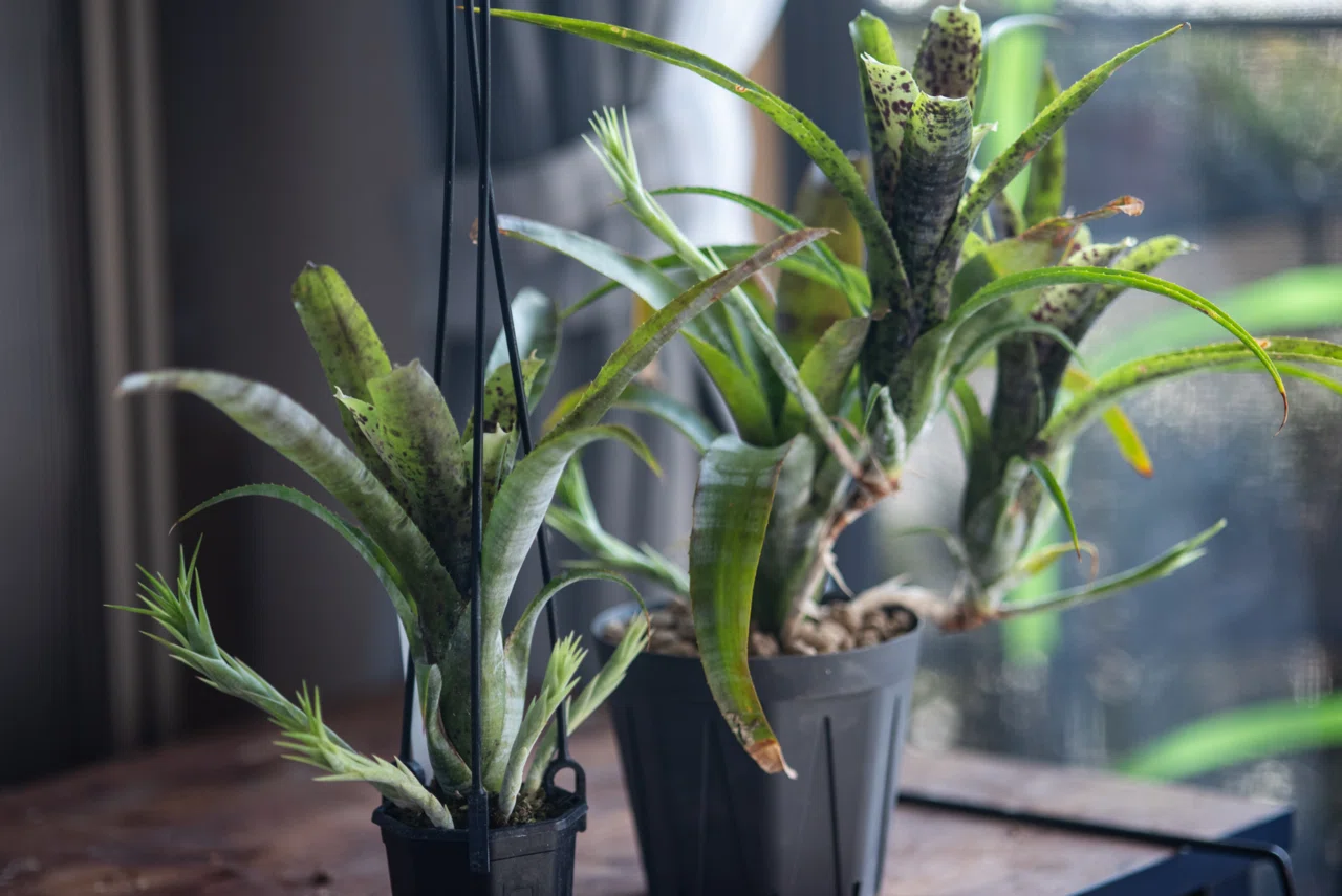 Neo.pauciflora〜安価でよく育ちよく伸びよく増える原種〜｜東風