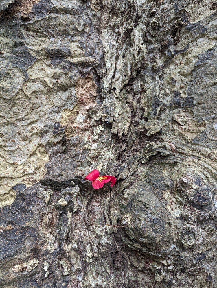 ケヤキの幹に赤い落椿。