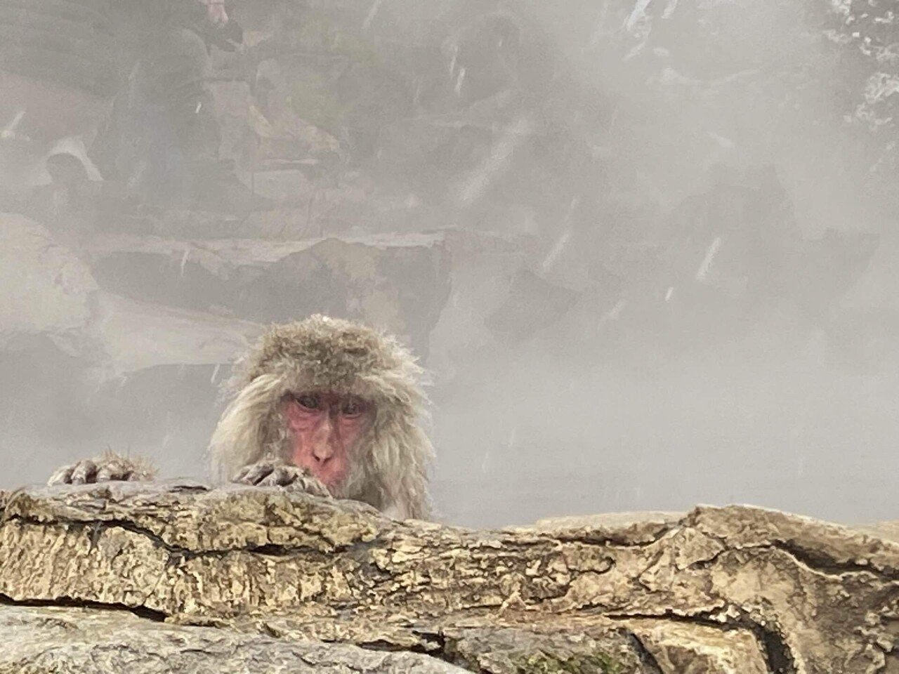 36歳の誕生日は地獄谷のお猿さんに会いに行ってきた｜ウメ子の週末通信