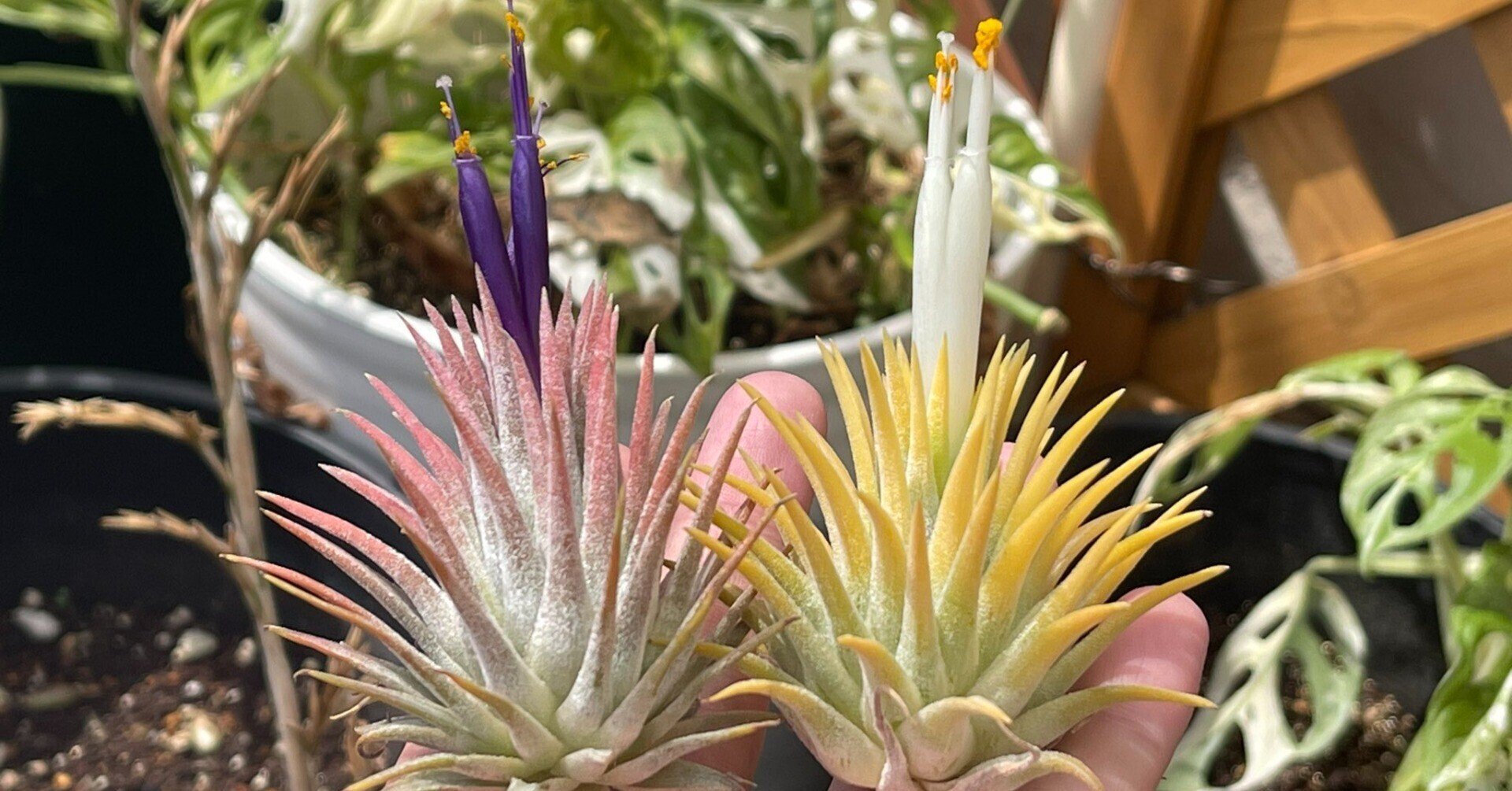 チランジア開花報告】Tillandsia 'Yellow Magic'|本田み。 チランジア開花報告】Tillandsia 'Yellow Magic'|本田み。