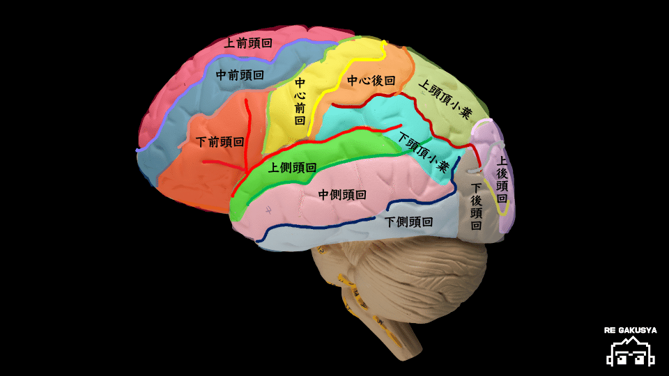 大脳皮質のMRI画像読影-脳回編-｜サギョウ先生