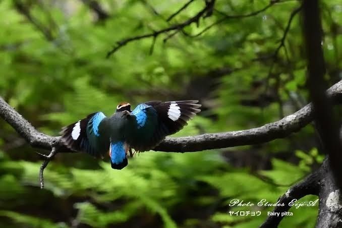 第484回 カラフル度ナンバーワンのヤイロチョウ 翆野 大地 Note 第484回 カラフル度ナンバーワンのヤイロチョウ 翆野 大地 Note