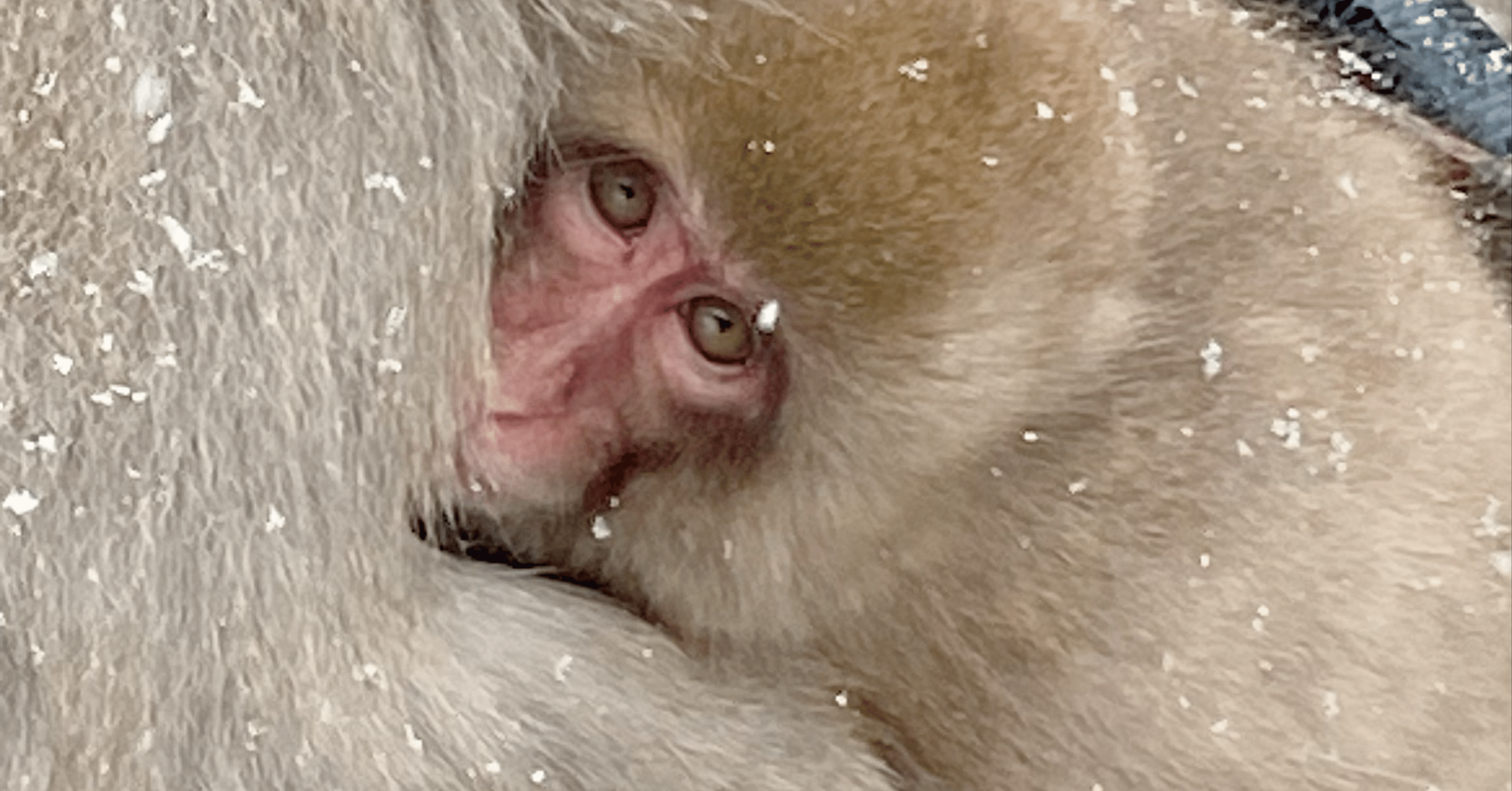 36歳の誕生日は地獄谷のお猿さんに会いに行ってきた｜ウメ子の週末通信