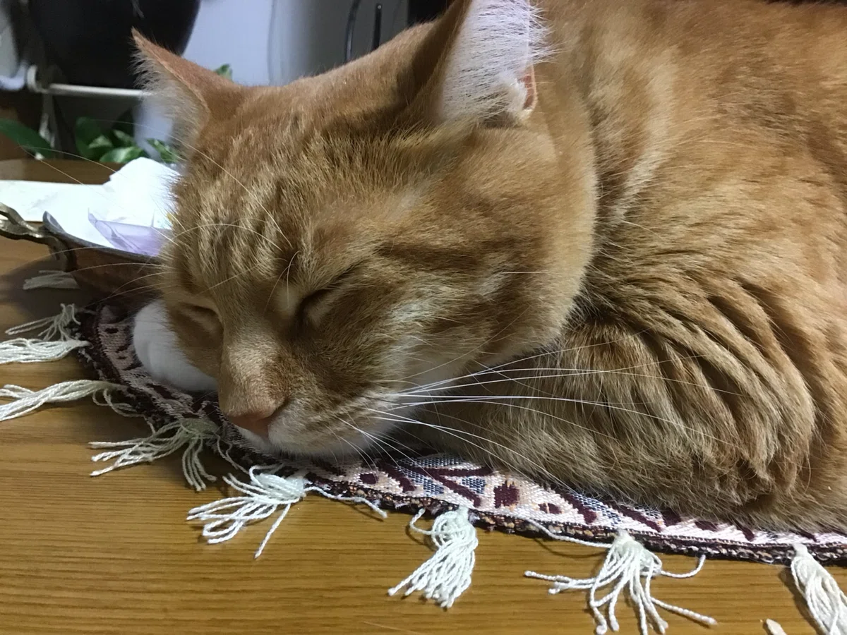 ぴの吉 ぴの吉の最近｜吉村 大樹
