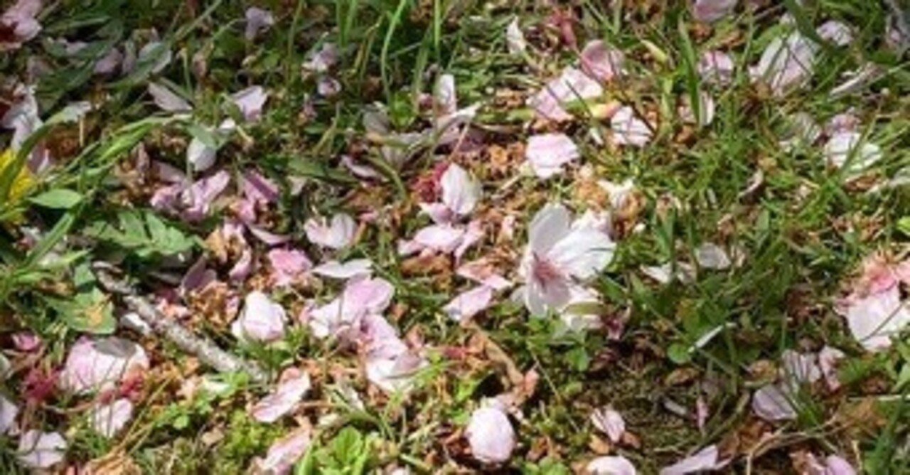 桜散る p1.jpg?ct=869084212298
