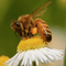 Panse蜂