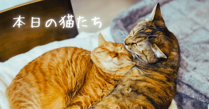 本日の猫たち #311