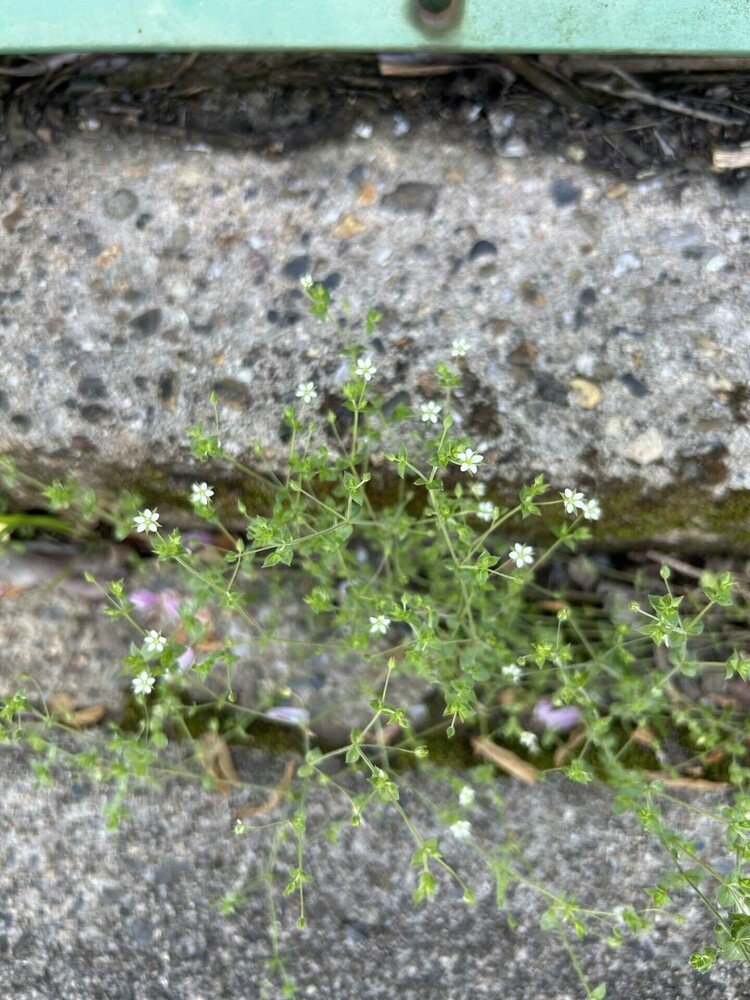 路傍のノミノツヅリ 一つ一つの小さい花が今を盛りと。