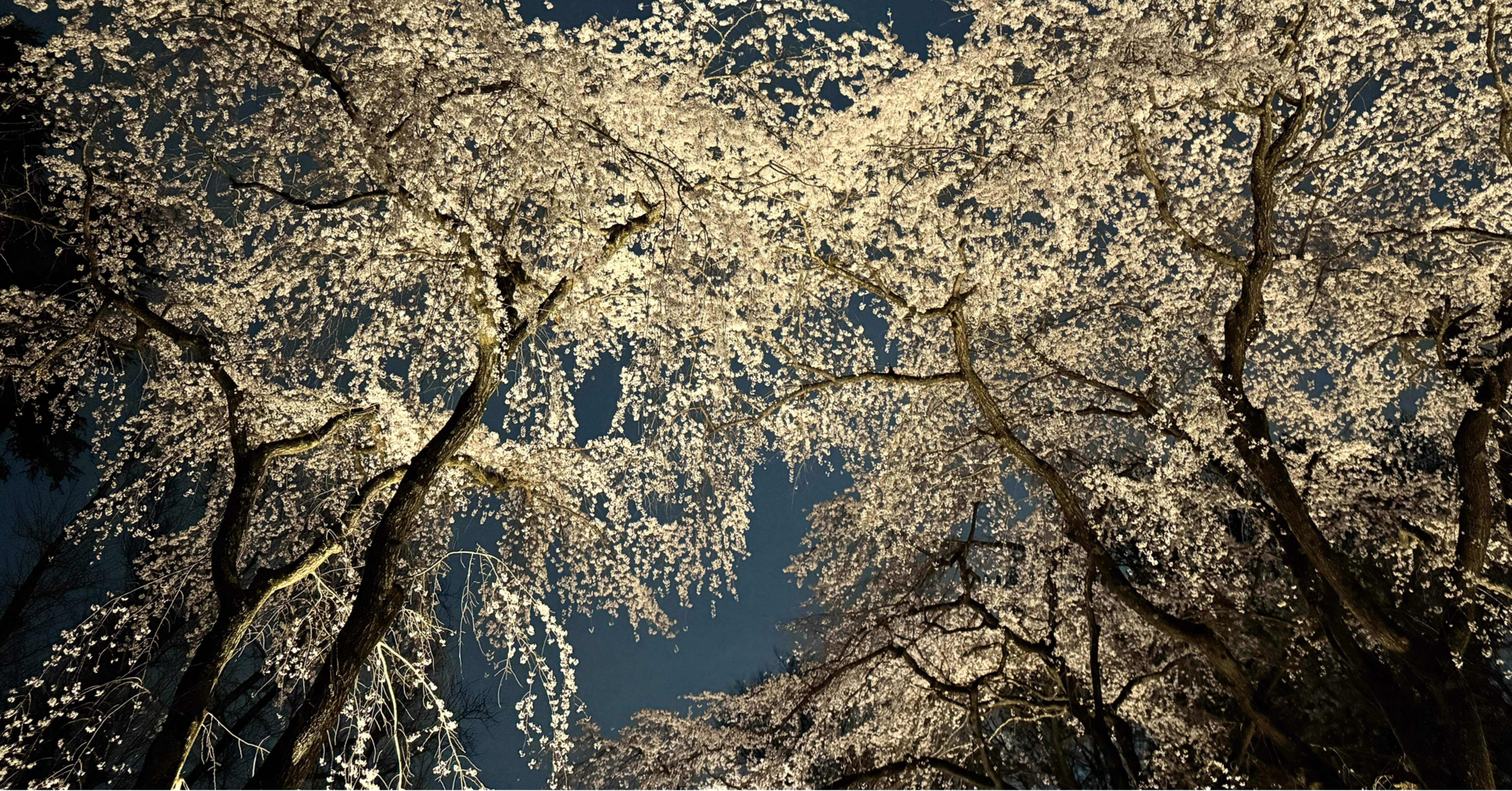 cc24e99c174456aaf33a2eb61574de