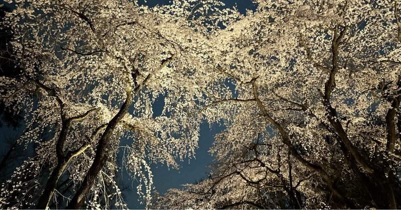 マイナーすぎる桜スポット　大阪公立大学附属植物園　2024.3.31