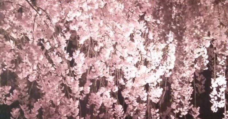 【お花見】ライトアップされた夜桜