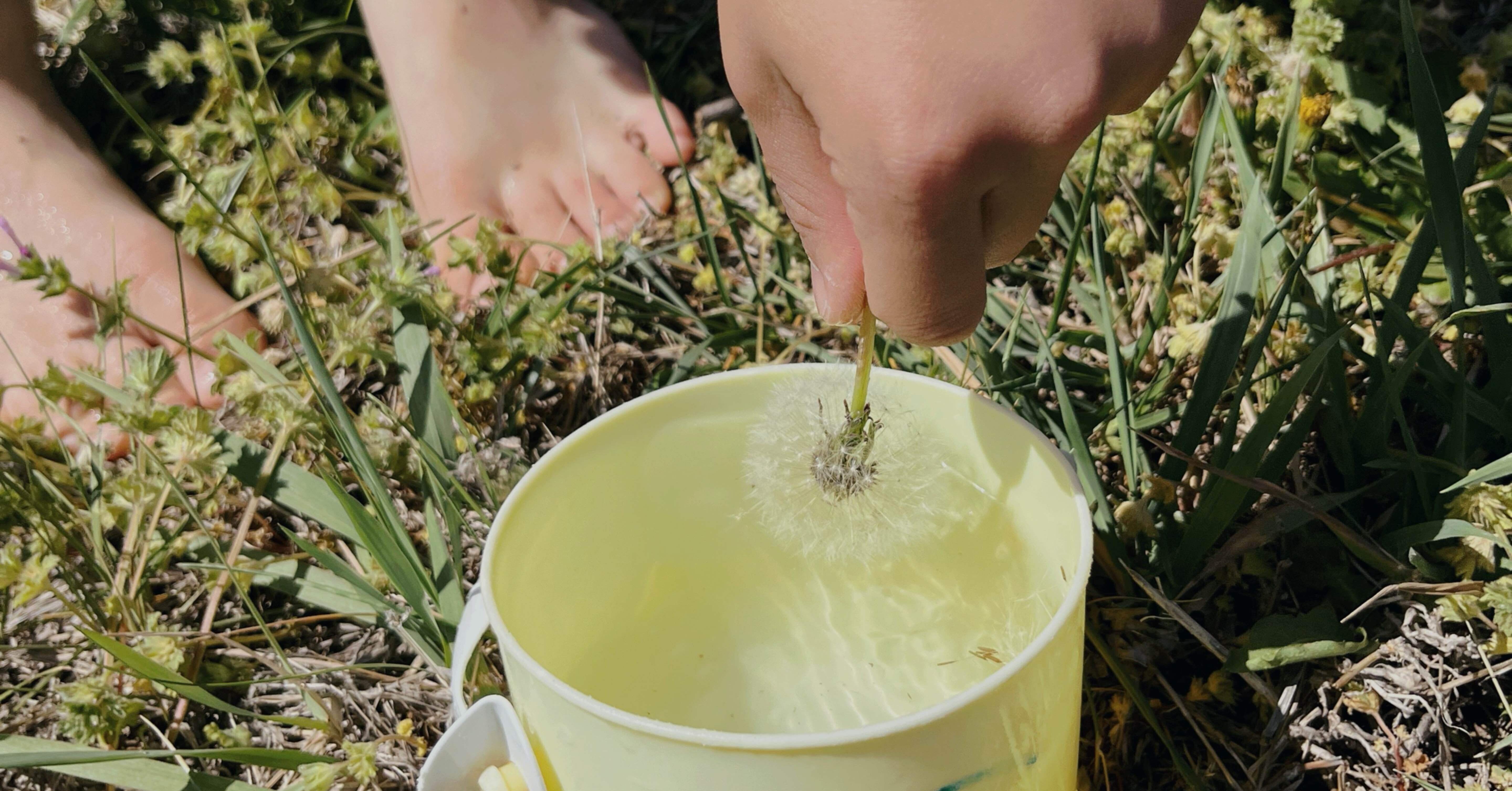 タンポポの綿毛のひみつ｜ozuh (アヤコ)