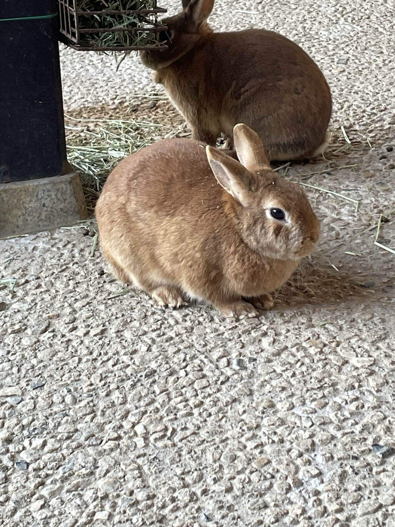 うさぎ好き プロフィール確認お願いします様 🐰 みんな 休日、楽しんでる？ 🐰🐰 #うさぎのあくび #ゆき兎 #ゆき兎
