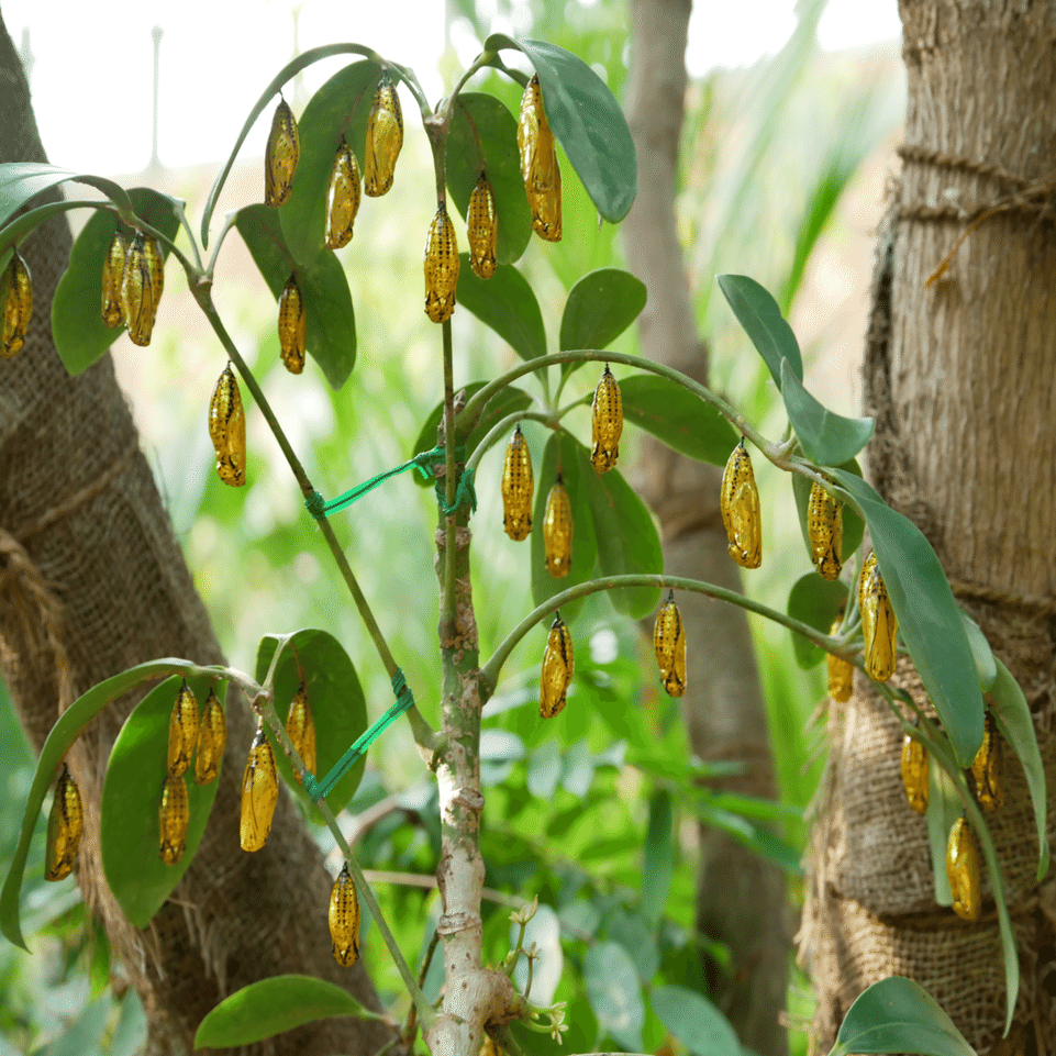 オオゴマダラ②｜𖤣𖥧𖥣𖡡𖥧𖤣あおいて