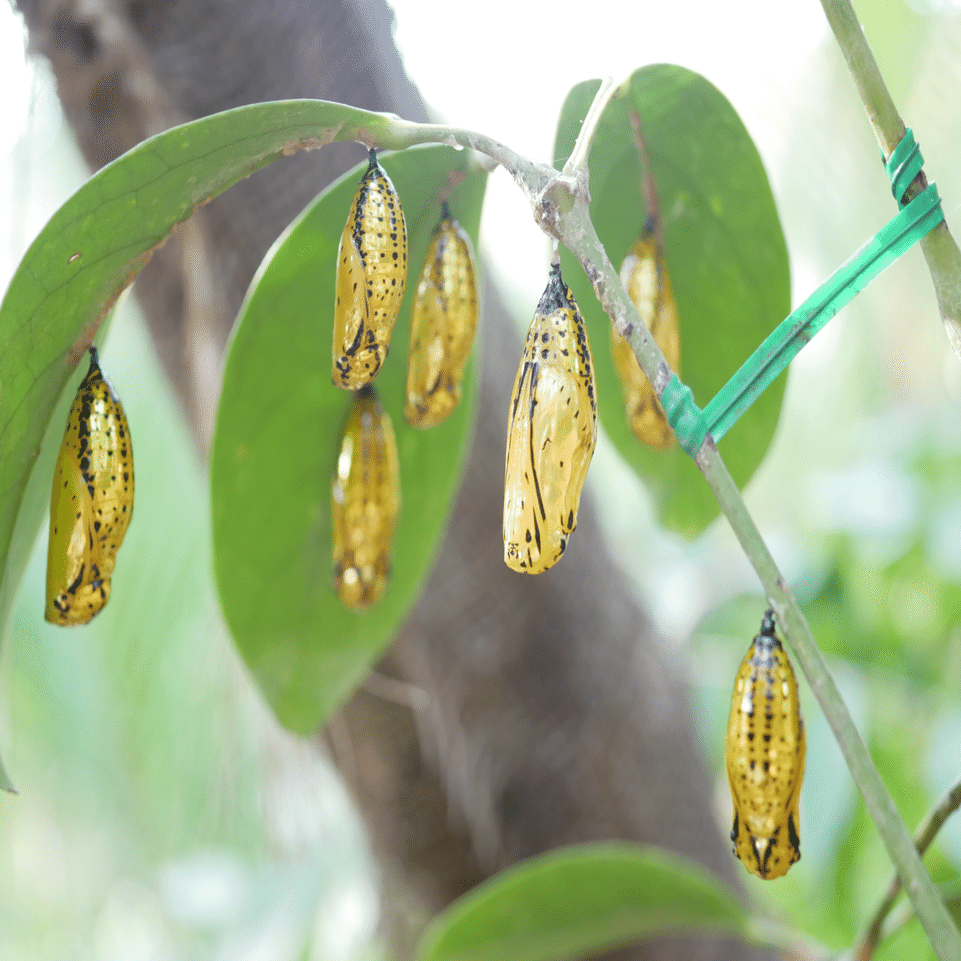 オオゴマダラ②｜𖤣𖥧𖥣𖡡𖥧𖤣あおいて