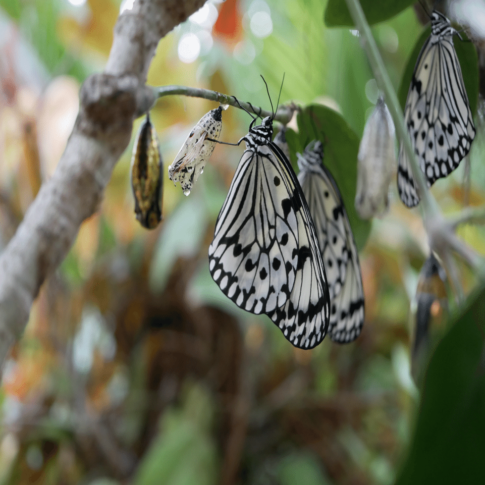 オオゴマダラ4頭外32頭