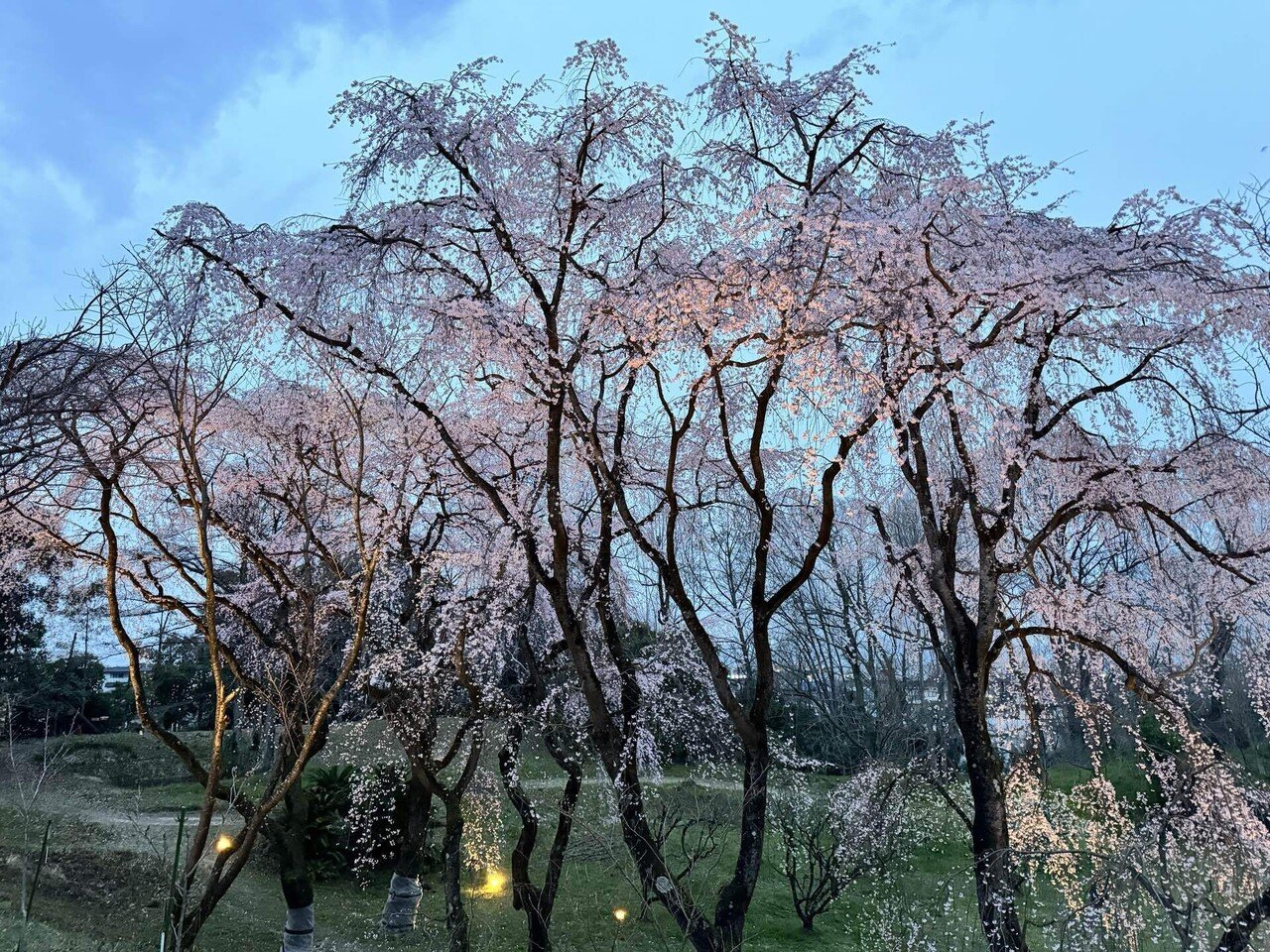 マイナーすぎる桜スポット 大阪公立大学附属植物園 2024.3.31