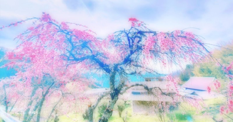 【写真詩】枝垂れ桜【セリフ】