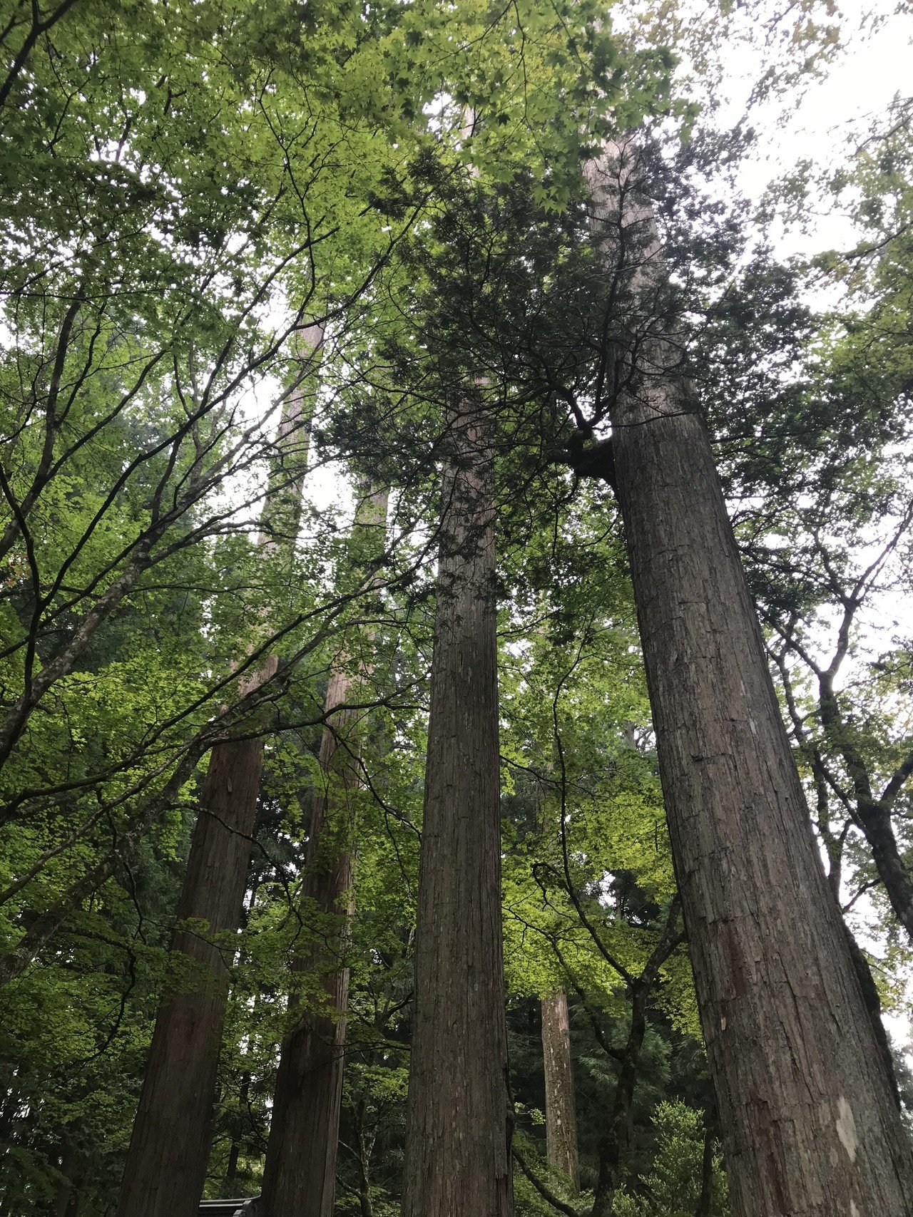 ありがとう って 有り難し つまり滅多に無い 珍しいことだから感謝してるって意味 だと思うんだけど 本当は感謝の気持ちって いつも有る 有り易し だから感謝したい時も有ると思うのだ そんないつも有ること 角田陽一郎 バラエティプロデューサー Note