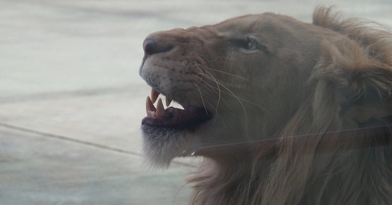 ホワイトライオン図鑑 White lion｜M_ayumi