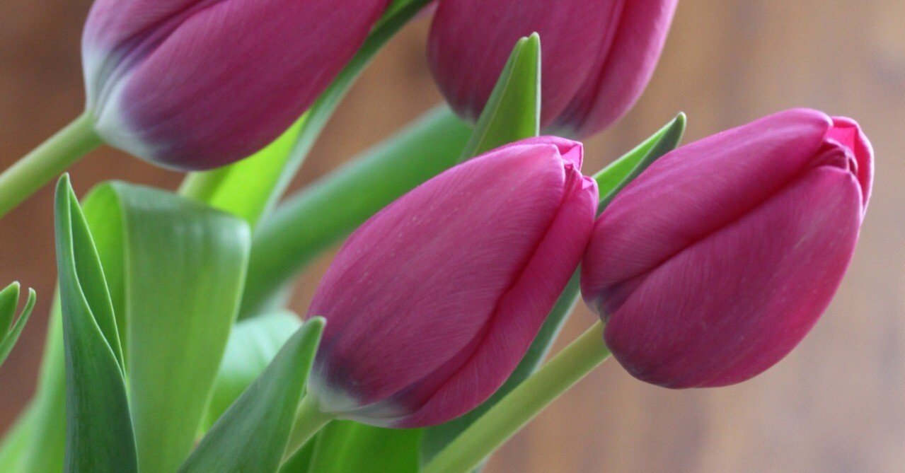 題名　チューリップ カラーメゾチント 6056f8cf24a85053fe6a1754b3570c