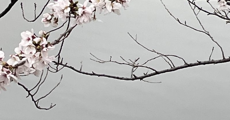 桜花見お散歩プラン
