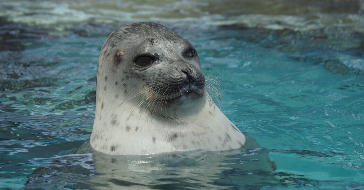 あざらし様① ワモンアザラシ図鑑 Ringed Seal｜M_ayumi