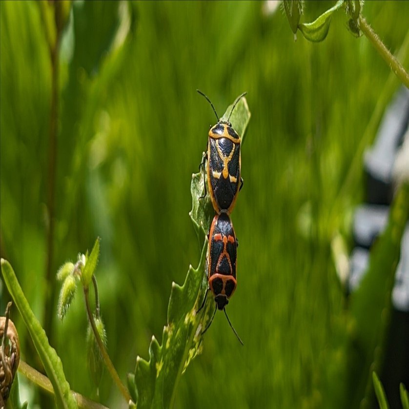 スナップエンドウとアスパラ、ソラマメ そしていよいよ彼らの季節。w｜annon