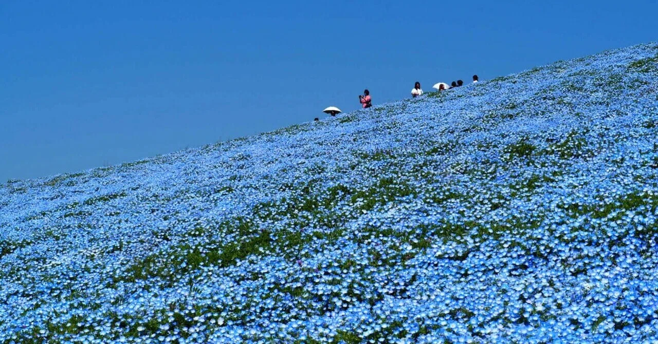 茨城の絶景！みはらしの丘のネモフィラ｜ひろぽん