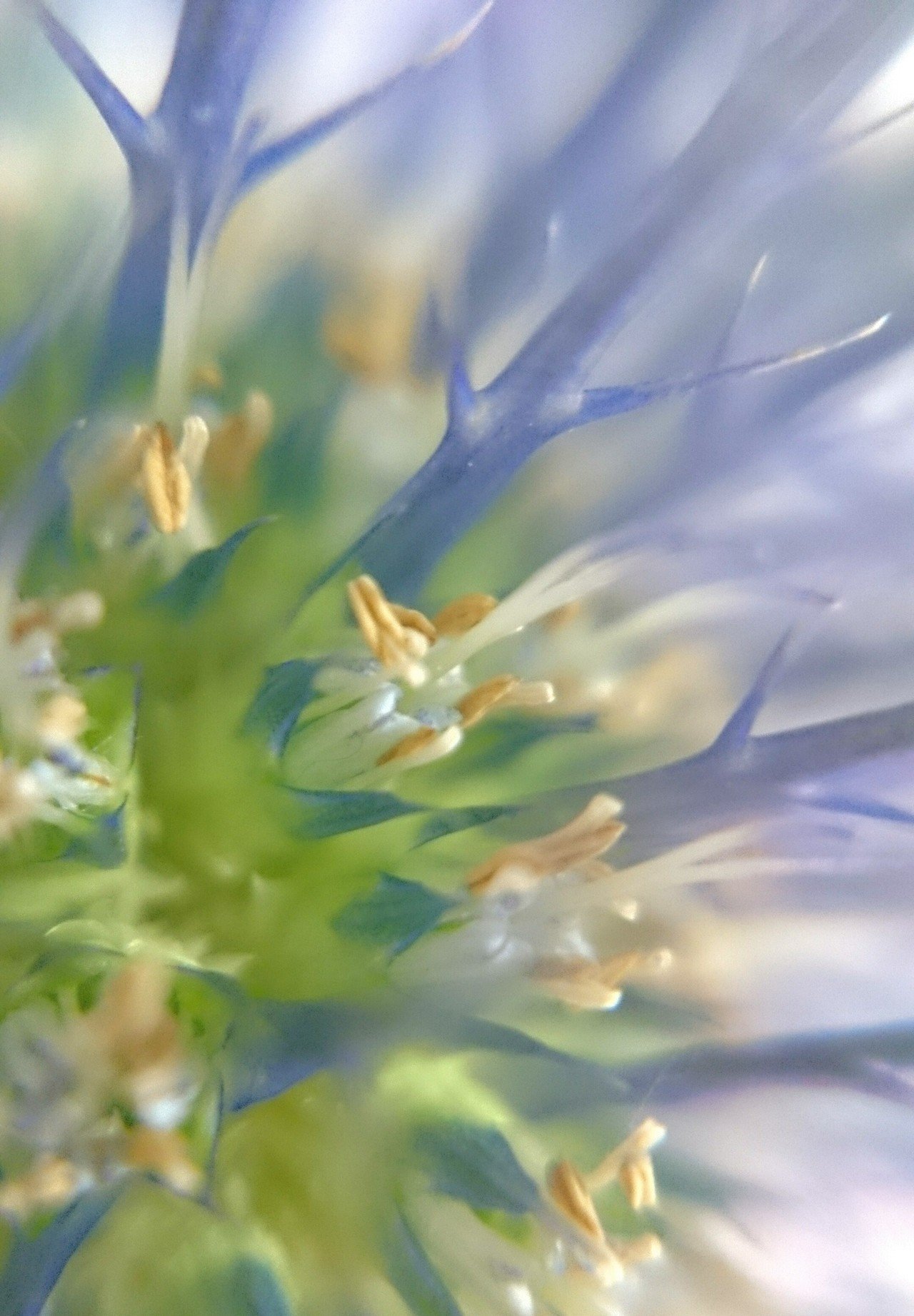 マツカサアザミ の新着タグ記事一覧 Note つくる つながる とどける