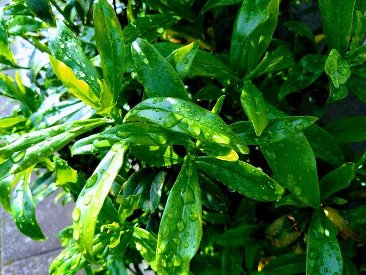 昨日の夜から明け方までまた雨。あがった午前7時50分、バス停へ。