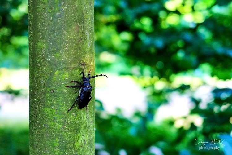 公園の若い栗の木の幹に、けっこう大きなカミキリムシが止まっていた。このぐらいのサイズの虫を見るのは、こちらでは割と珍しい。昆虫って、ホントはあんまり好きじゃないけど…