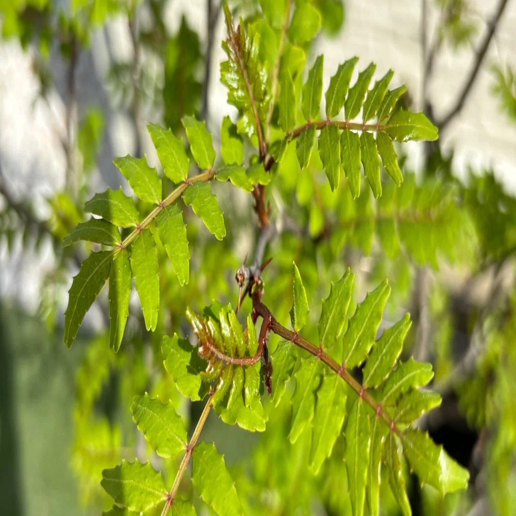 山椒の葉｜秋春瑠