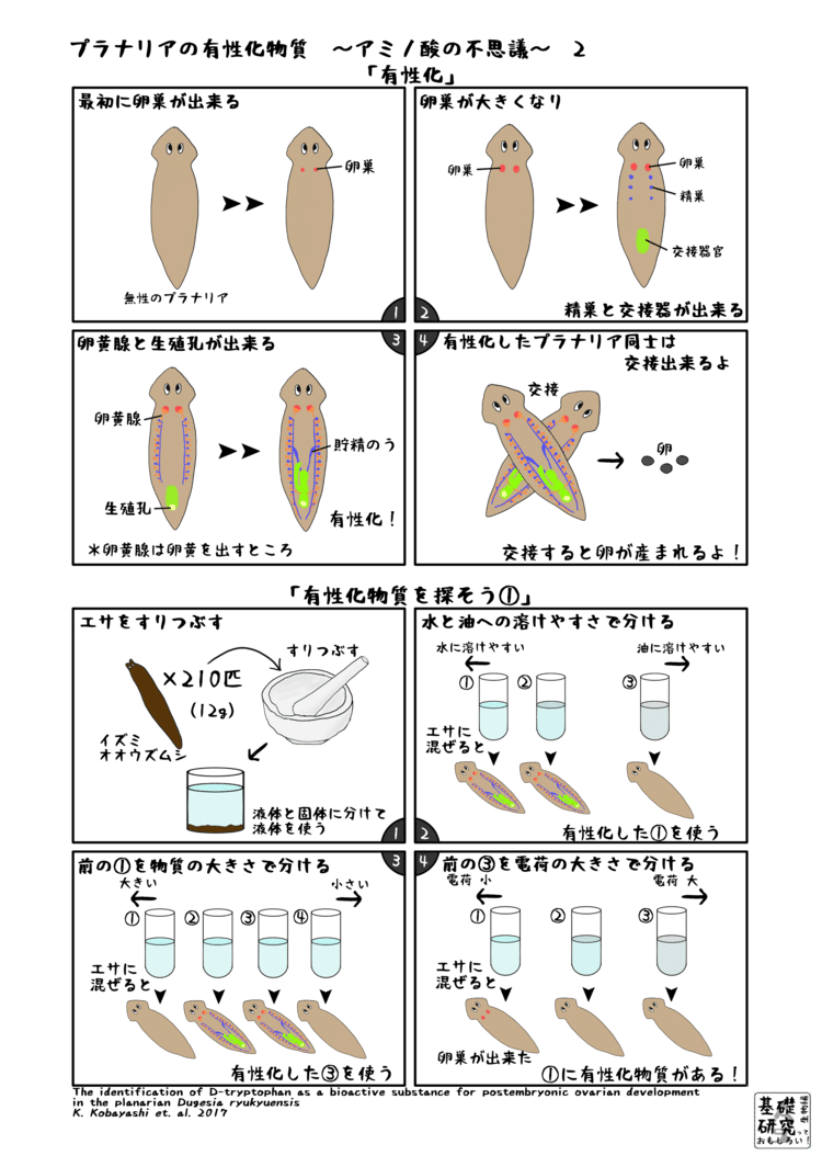 プラナリアの有性化物質 アミノ酸の不思議 イラスト かわいせーざん 基礎研究っておもしろい 生物編 Note